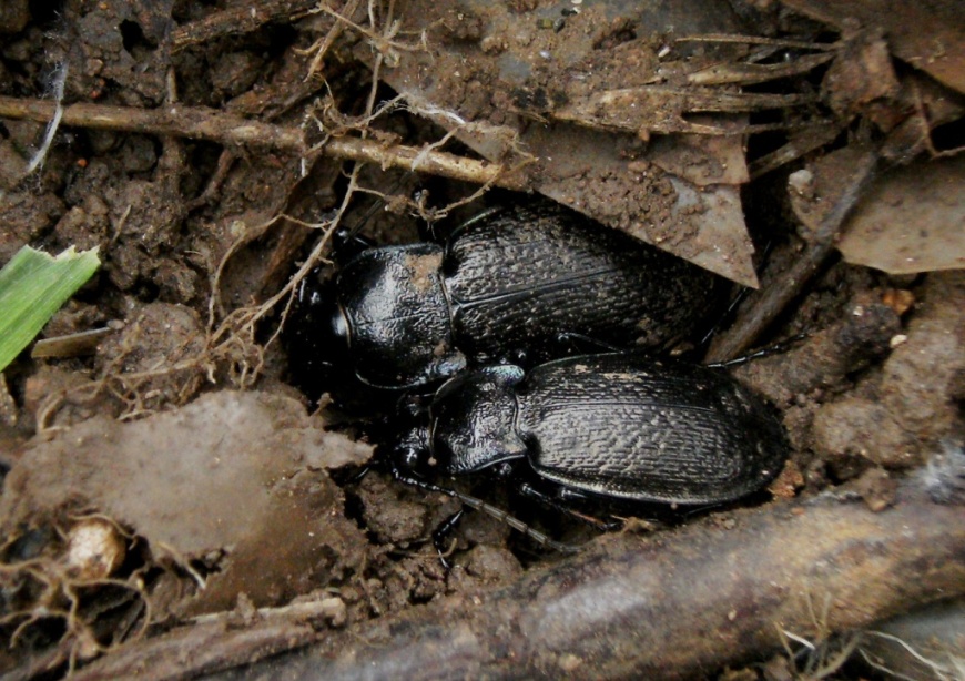 Carabus rossii (Carabidae)